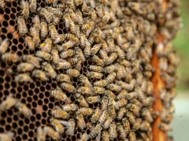 Cera de abeja natural en Mercadona la mejor selección al mejor precio