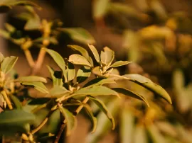 Guía para cuidar un ficus ginseng consejos y cuidados para tu bonsái