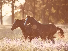 Descubre la esperanza de vida de los caballos  Cuántos años viven los caballos