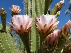Diferentes tipos de cactus y sus nombres una guía completa de cuidados y características