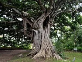Descubre dónde se encuentra el árbol más viejo de Europa en Canarias