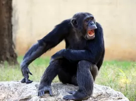 Descubre El Imperio de los Chimpancés en esta miniserie y documental de TV