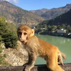 Lista de países donde es legal tener un mono como mascota