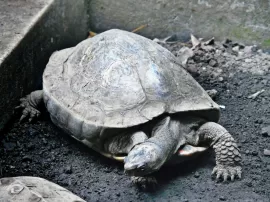 Todo lo que necesitas saber sobre tener una tortuga como mascota