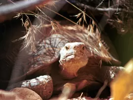 La dieta de las tortugas de tierra es seguro alimentarlas con zanahorias