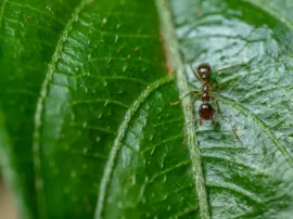 Encuentra el mejor polvo para hormigas en Mercadona  Elimina las plagas de manera eficaz