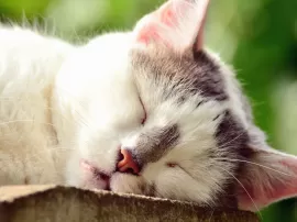 Que Significan Las Posturas Para Dormir De Los Gatos