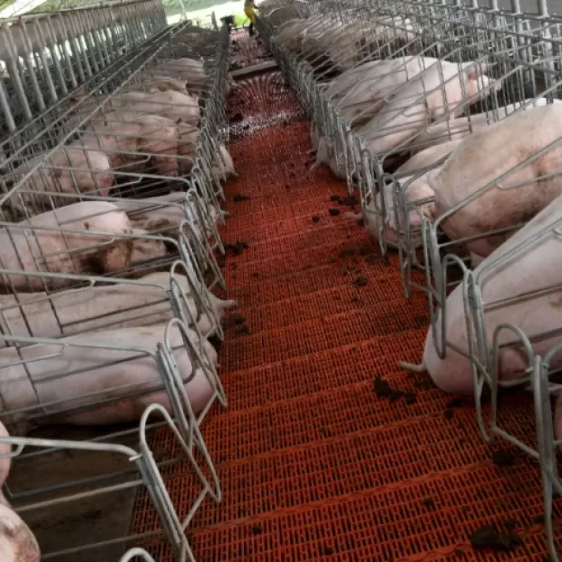 5 cosas que no te contarán sobre los cerdos en la industria cárnica