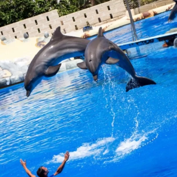 6 motivos para no ir a ver un espectáculo con delfines