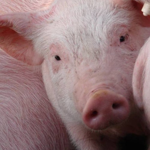 5 cosas que no te contarán sobre los cerdos en la industria cárnica