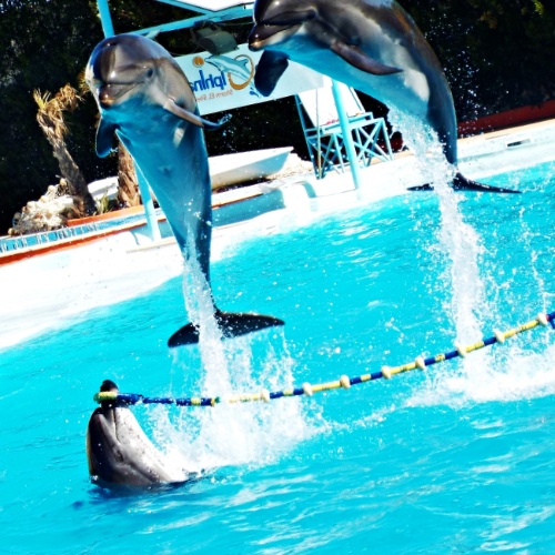 6 motivos para no ir a ver un espectáculo con delfines