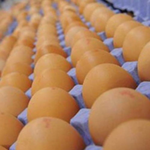 Las 7 cosas que la industria del huevo quiere ocultarte